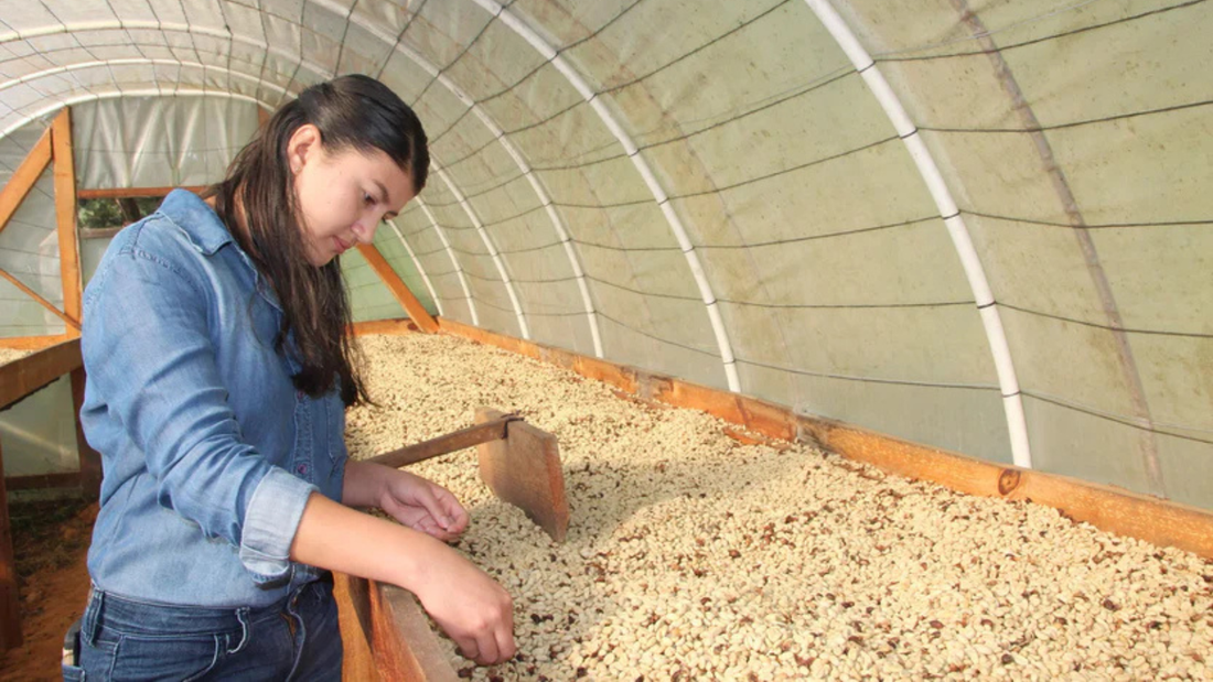 How We Choose Coffee Beans at Moon Boy
