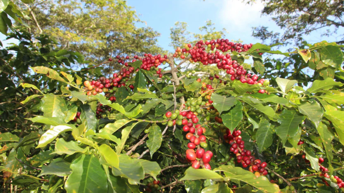 Green Coffee & Sourcing